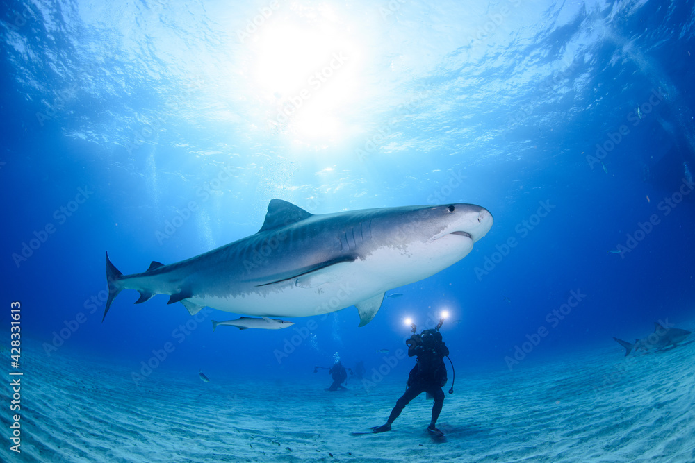 Fototapeta premium タイガーシャーク