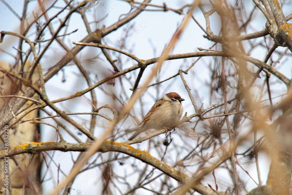 Sparrow bird perched on tree branch. House sparrow female songbird (Passer domesticus) sitting singing on brown wood branch with yellow gold sunshine live background. Sparrow bird wildlife. Sparrow bird perched on tree branch. House sparrow female songbird (Passer domesticus) sitting singing on brown wood branch with yellow gold sunshine live background. Sparrow bird wildlife.