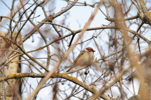 Sparrow bird perched on tree branch. House sparrow female songbird (Passer domesticus) sitting singing on brown wood branch with yellow gold sunshine live background. Sparrow bird wildlife. © Maksim