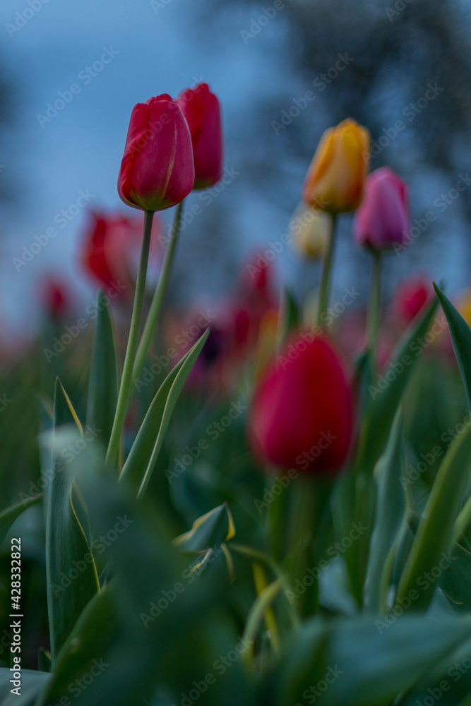 Fototapeta premium Tulpen, Frühling, Blumen, Blumenfeld, Blumenbeet, blüten, Blütenblätter, bunt, farbenroh, morgenstunde, natur, draussen, landschaft, rheinhessen, rheinlandpfalz, farbklecks, feld, ländlich, pflücken,