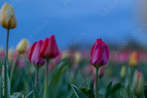 Tulpen  Fr  hling  Blumen  Blumenfeld  Blumenbeet  bl  ten  Bl  tenbl  tter  bunt  farbenroh  morgenstunde  natur  draussen  landschaft  rheinhessen  rheinlandpfalz  farbklecks  feld  l  ndlich  pfl  cken  