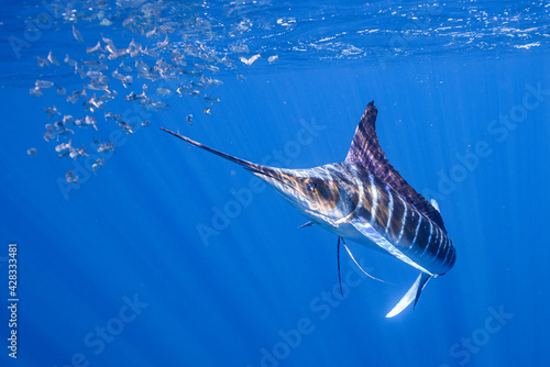 ストライプドマーリン