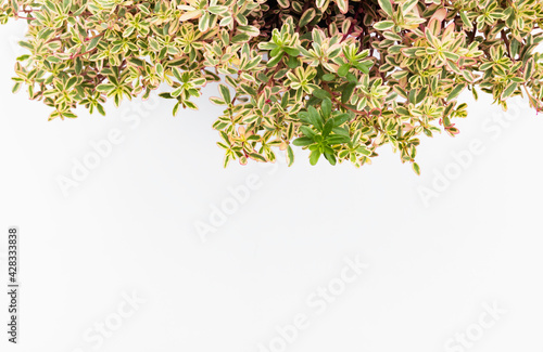 Ornamental plants on white background with copy space.