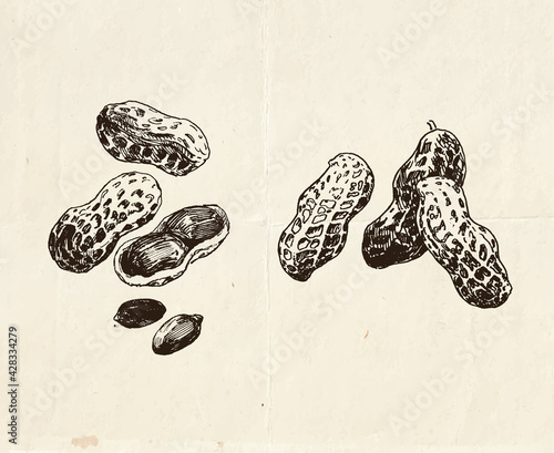 Vintage drawings of peanuts, hand drawn food illustration