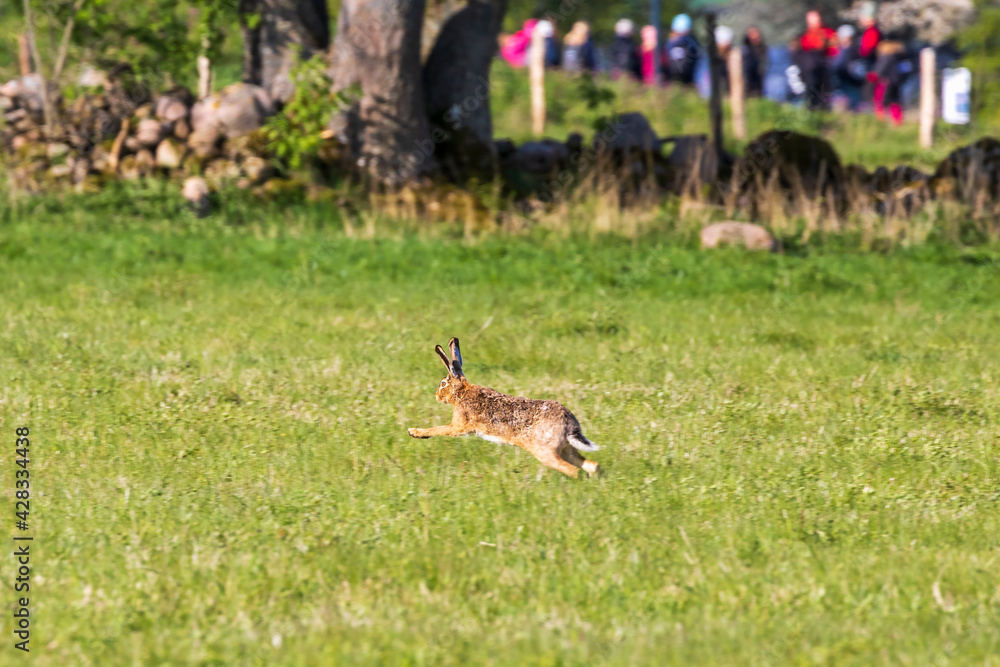 Running Hare on a meadow with a group of people in the background Running Hare on a meadow with a group of people in the background