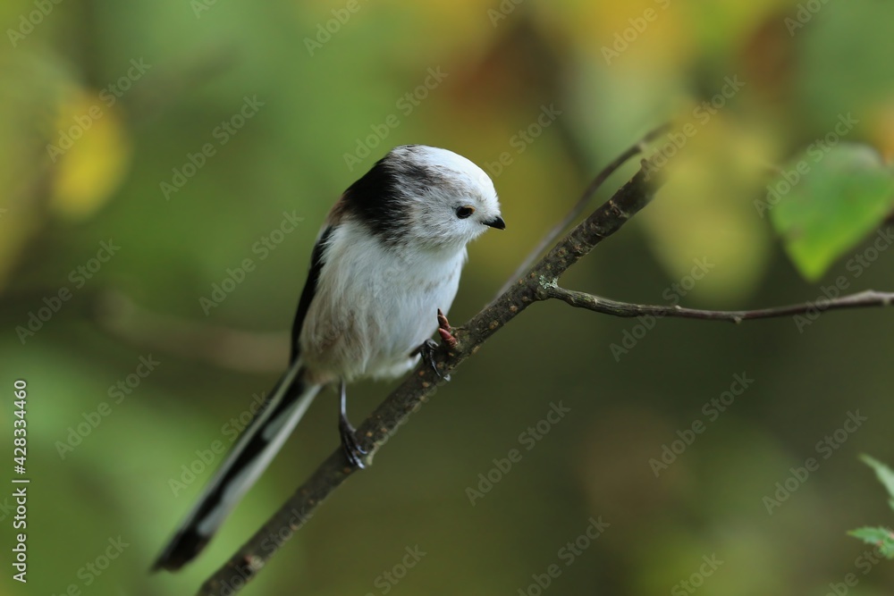 Long-tailed tit sitting on the branch . song bird in the nature habitat. wildlife scene from nature habitat. Aegithalos caudatus. Long-tailed tit sitting on the branch . song bird in the nature habitat. wildlife scene from nature habitat. Aegithalos caudatus.