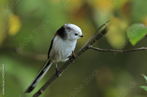 Long-tailed tit sitting on the branch . song bird in the nature habitat. wildlife scene from nature habitat. Aegithalos caudatus. photo