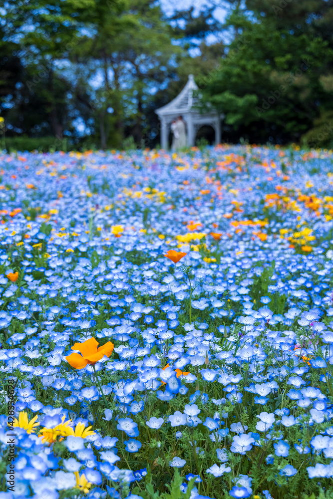 Obraz premium 名古屋市港区 ワイルドフラワーガーデン ブルーボネット ワイルドフラワーの里 ネモフィラとガゼボ2