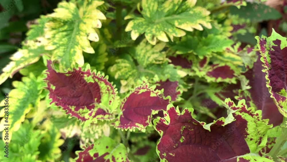Green Leaves Of The Coleus Plant Sunlit Garden Scene. Beauty in nature Green Leaves Of The Coleus Plant Sunlit Garden Scene. Beauty in nature