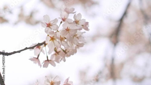 日本の桜