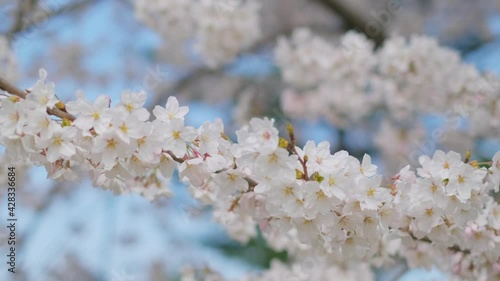 日本の桜と青空