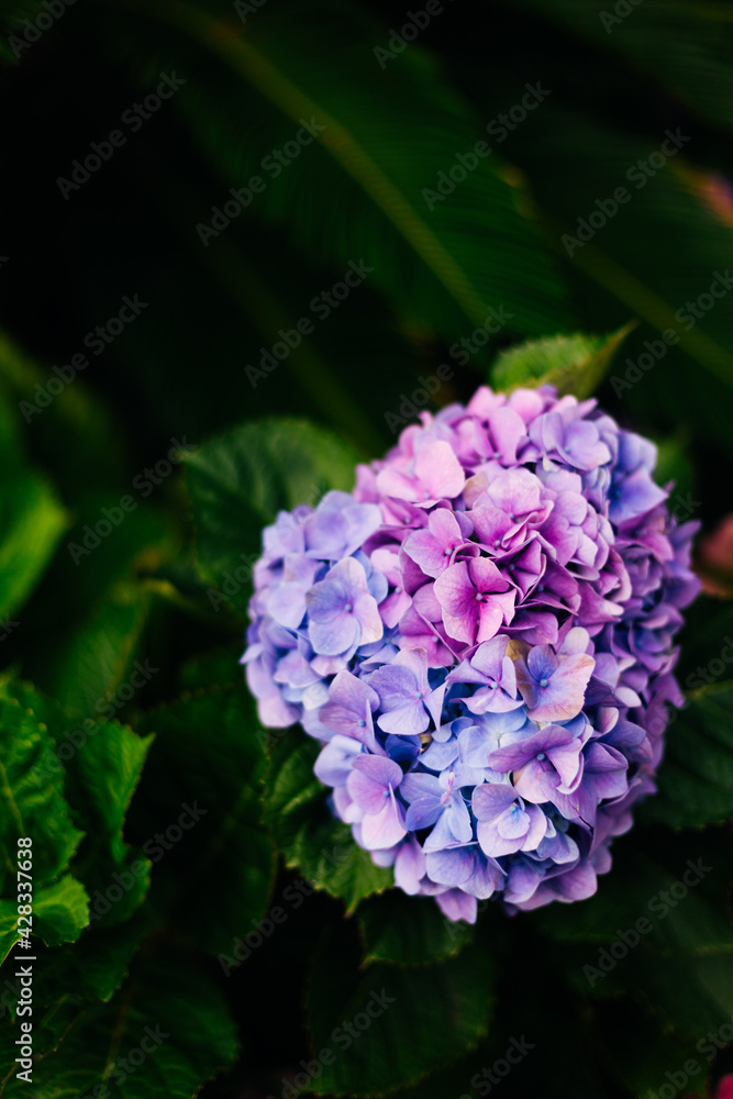 Hydrangea flower with green leaves on dark background. Hydrangea flower with green leaves on dark background.