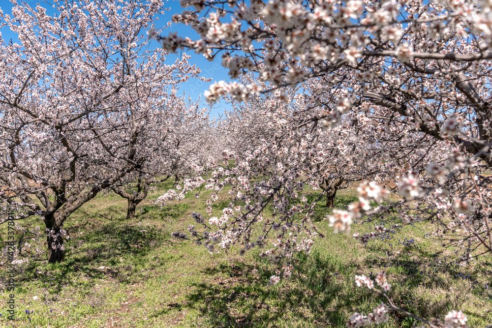 Large garden of white almond flowers, agriculture. Location for photo shoots.
