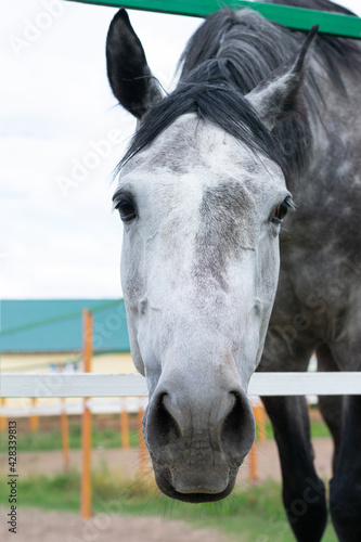 Dappled white black horse close up portrait. Inside of paddock fence © Sunny_Smile