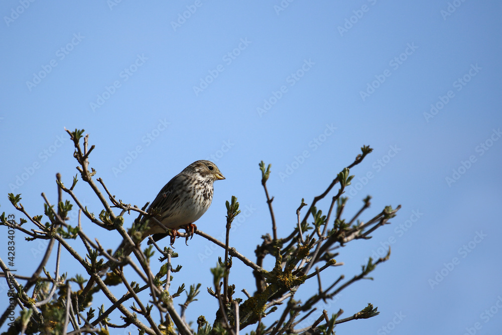 Grauammer Emberiza calandra auf einem Baum Grauammer Emberiza calandra auf einem Baum