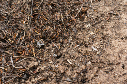 Many running ants on rush on the ground, macro