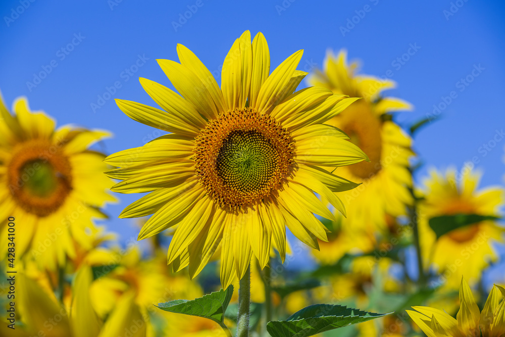 Beautiful landscape with sunflower field over blue sky Beautiful landscape with sunflower field over blue sky