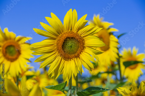 Beautiful landscape with sunflower field over blue sky