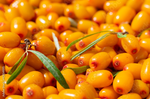Lots of sea buckthorn sour juicy berries as pattern. Seasonal berries cultivation and harvesting in countryside garden