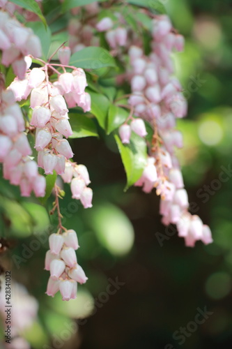 日本の伝統的な石庭 小さなピンクの花