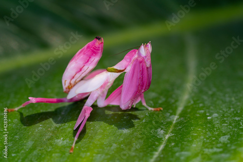 Wallpaper Mural Orchid Mantis Camouflage. The praying mantis on leaf. Torontodigital.ca