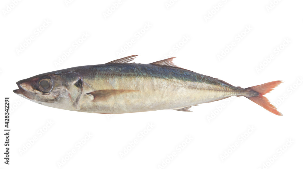 Fresh jack mackerel fish isolated 
