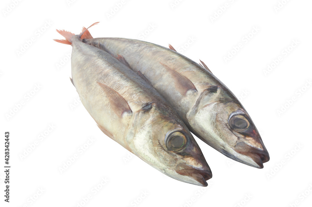 Fresh jack mackerel fishes isolated on white background
