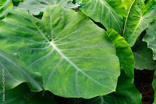 Quadro su tela Colocasia esculenta is a tropical plant grown primarily for edible corms,a root vegetable most commonly known as taro, kalo, dasheen or godere