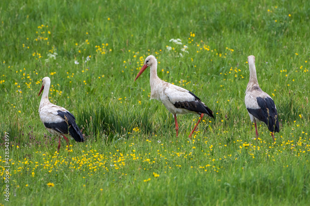 Fototapeta premium Weißstorch (Ciconia ciconia)