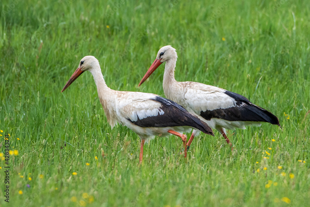 Naklejka premium Weißstorch (Ciconia ciconia)