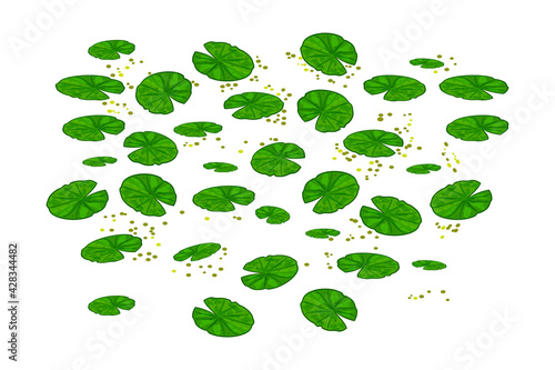 Lily pads isolated on white background. Lotus leaf pattern. Water lilies leaves. Pond texture with nenuphars or waterlily pads on the surface top. Element of nature or forest.Stock vector illustration