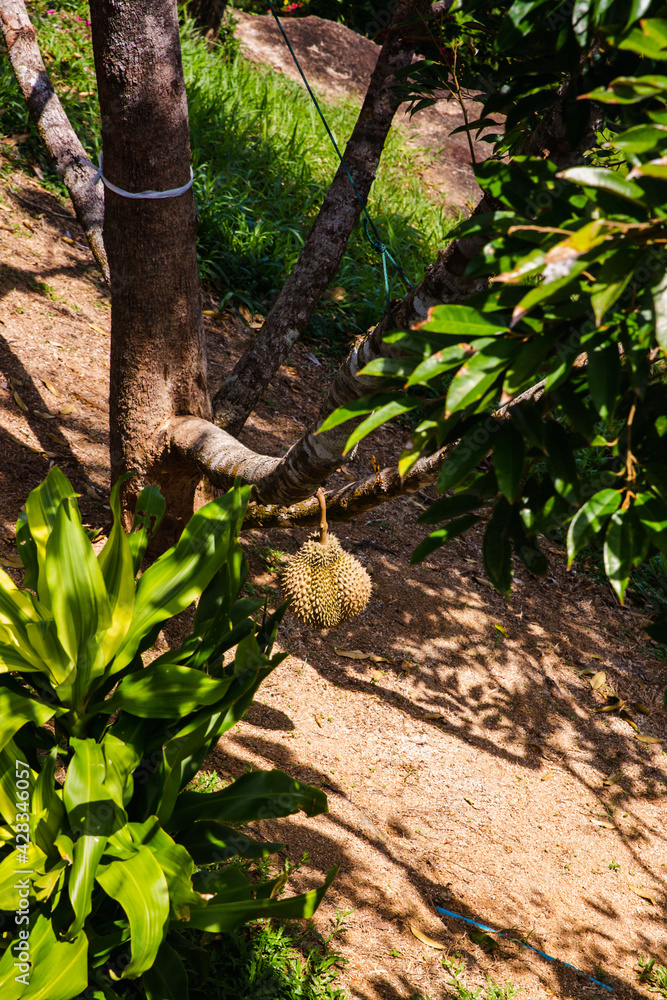 Fresh Durian on tree in orchard on island in Asia Fresh Durian on tree in orchard on island in Asia