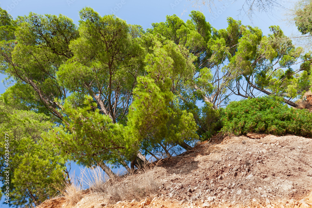 Pinus Rata Tree Pine trees on the beach of Punta Rata in Brela, Makarska Riviera ...