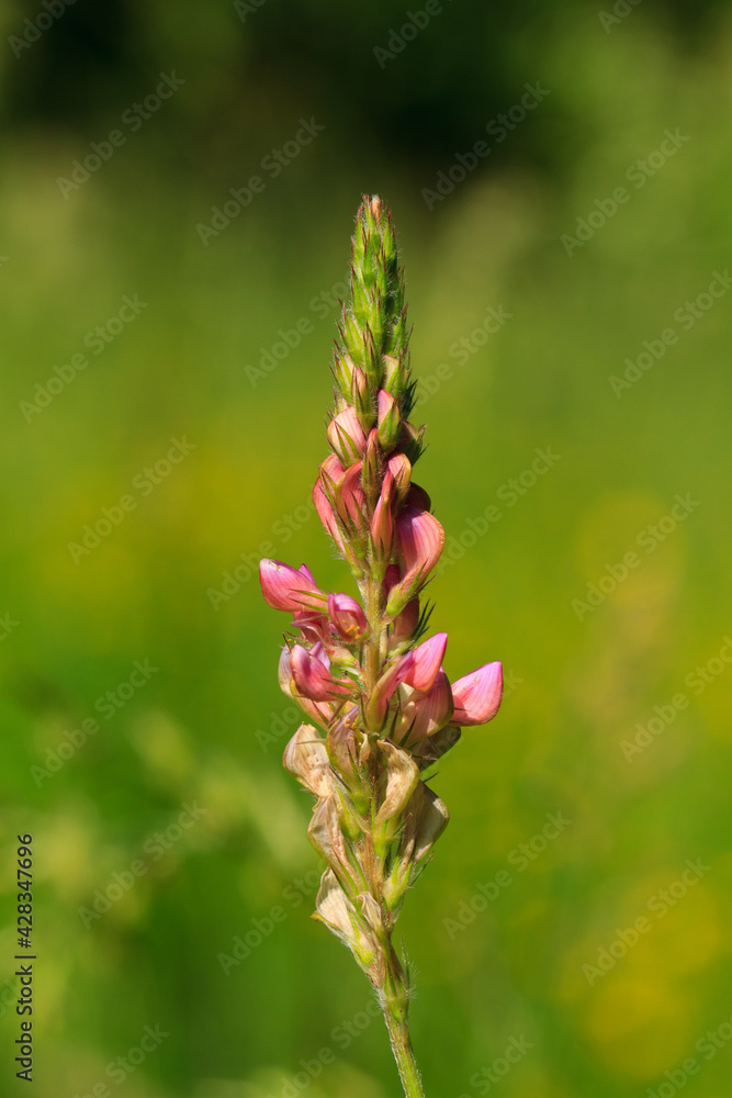 Blume, wildes Gras, Gräser im Frühling blühend mit rosa Blüten vor einer grünen Wiese freigestellt Blume, wildes Gras, Gräser im Frühling blühend mit rosa Blüten vor einer grünen Wiese freigestellt