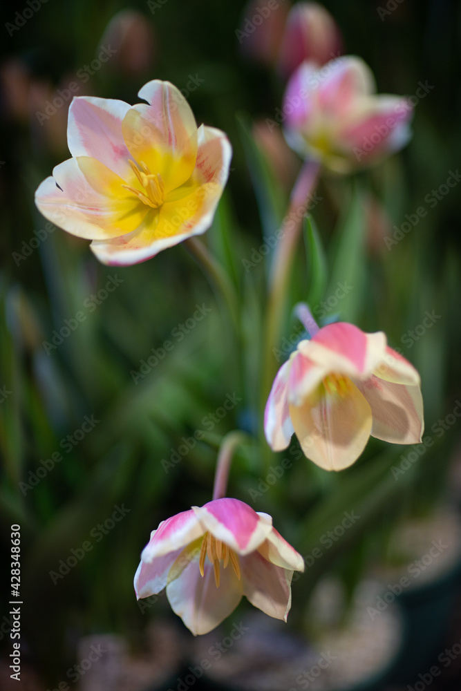 Mixed yellow and white tulips at Table Cape, Wynyard Tulip Festival, Tasmania