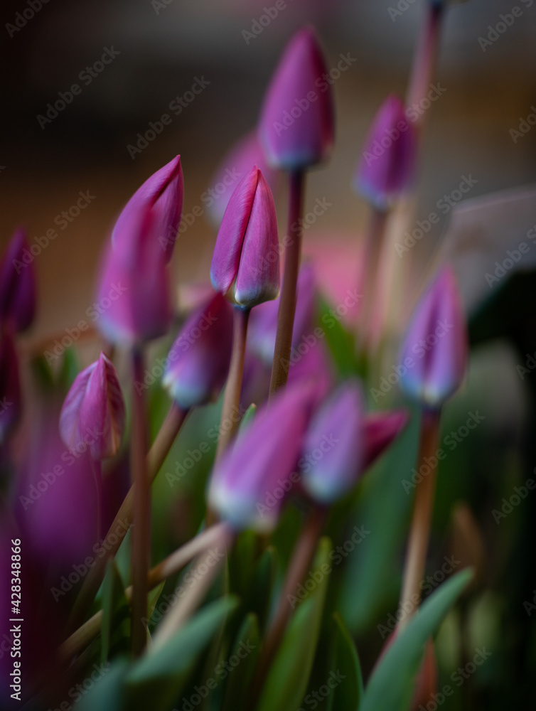 Naklejka premium Wynyard Tulip Festival, Tasmania