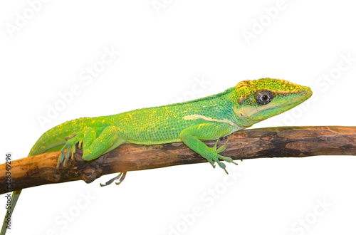 green lizard isolated on white background