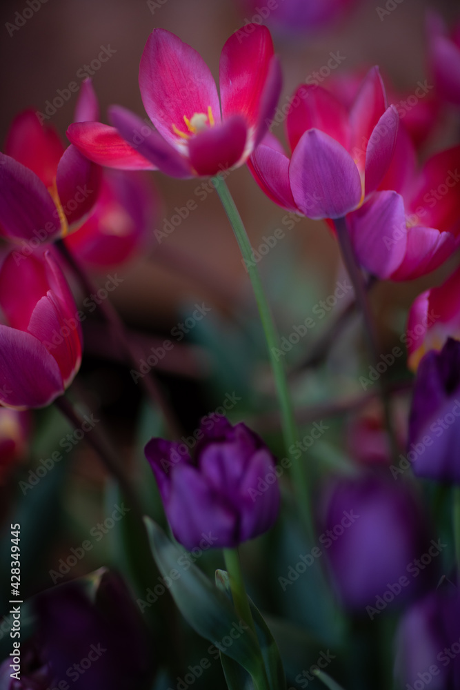Deep purple tulip, Wynyard Tulip Festival, Tasmania