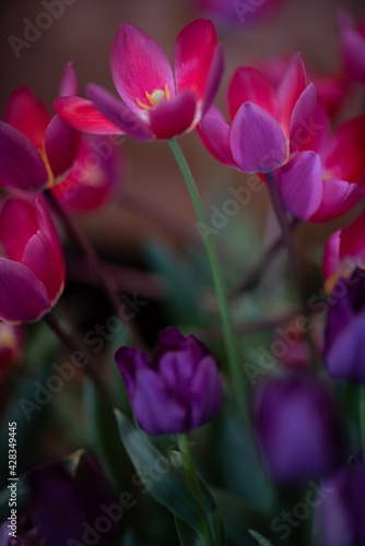 Fototapeta Naklejka Na Ścianę i Meble -  Deep purple tulip, Wynyard Tulip Festival, Tasmania