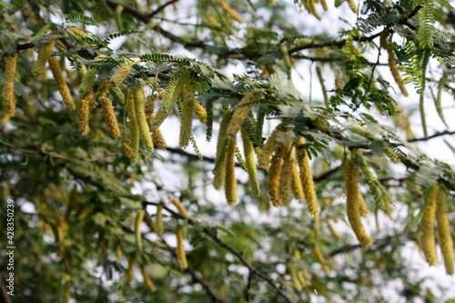 Babul or long-thorn kiawe (Prosopis juliflora) with cylindrical inflorescence