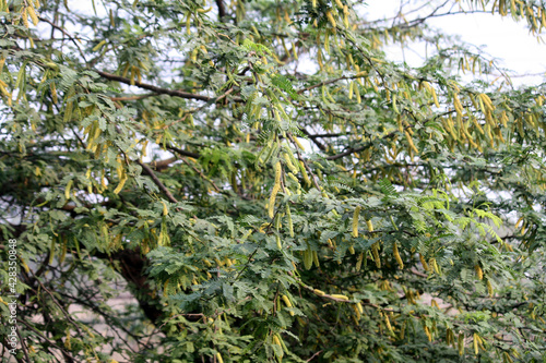 Babul or long-thorn kiawe (Prosopis juliflora) with cylindrical inflorescence photo