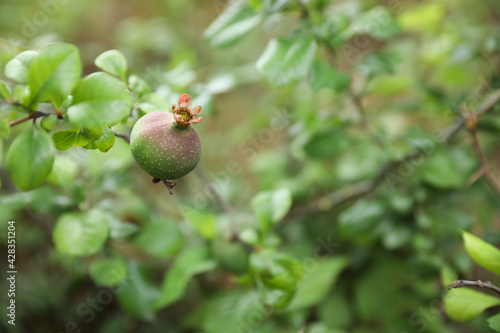 Closeup view of apple tree with unripe fruit outdoors