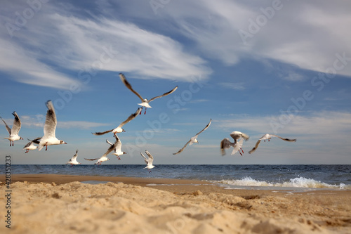 Beautiful seagulls at beach on sunny day