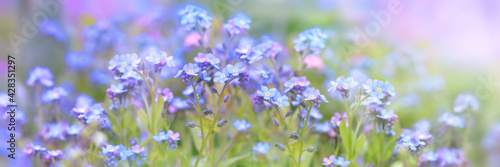 Little blue spring flowers, veronica speedwell. Springtime garden with beautiful blue flowers.