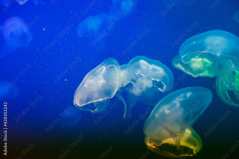 small jellyfish in the aquarium of the Oceanarium small jellyfish in the aquarium of the Oceanarium