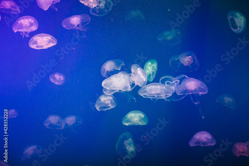 small jellyfish in the aquarium of the Oceanarium © Евгения Трастандецка