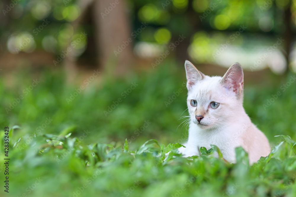 Portrait of white kittens sitting on green grass in the garden. White cat looking something in the park.Cute pets in the garden. Portrait of white kittens sitting on green grass in the garden. White cat looking something in the park.Cute pets in the garden.