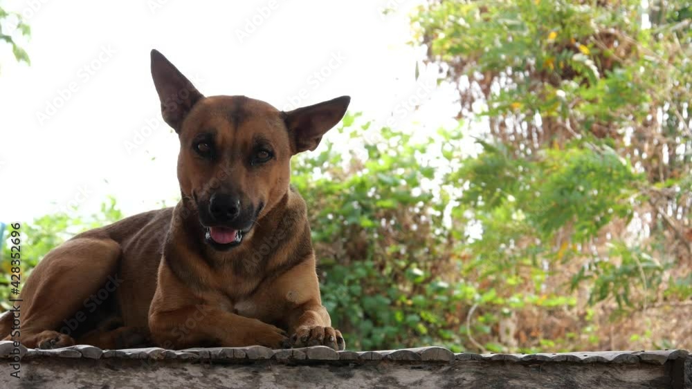 A dog on the street. Unvaccinated dogs at street are at the highest risk for rabies infection. A dog on the street. Unvaccinated dogs at street are at the highest risk for rabies infection.