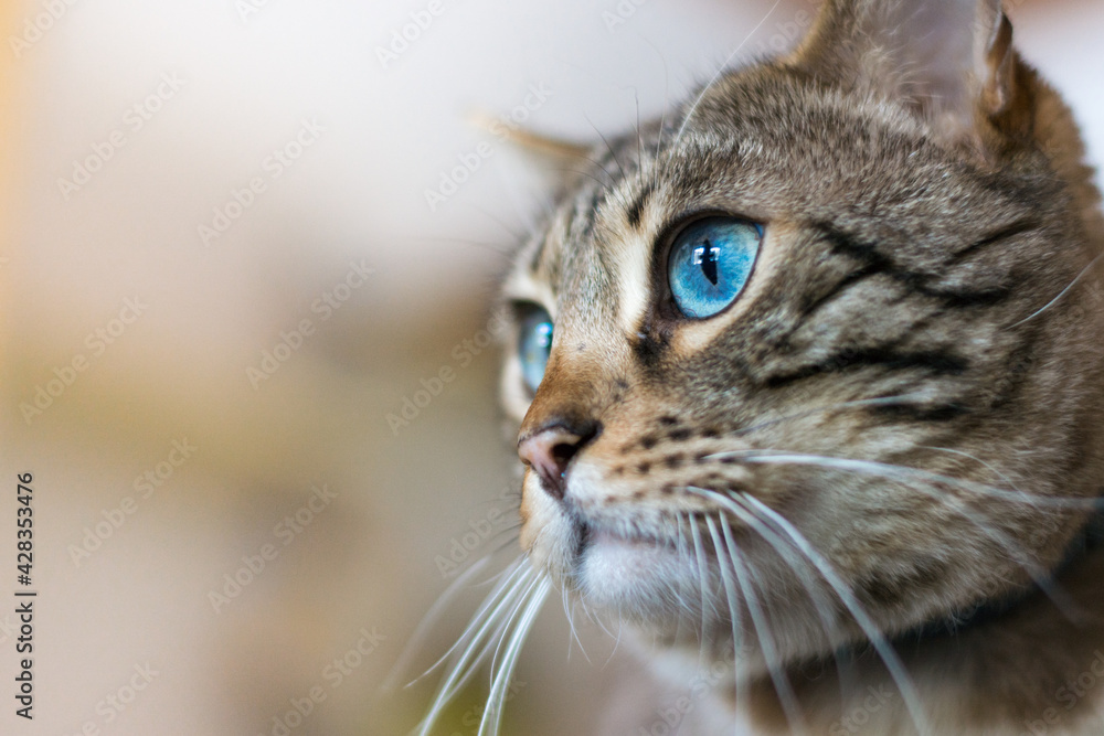 Portrait einer Bengal Katze mit blauen Augen