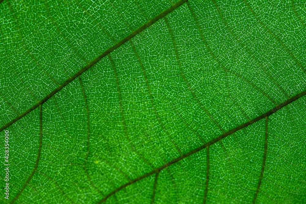 Green leaf texture background - obrazy, fototapety, plakaty 